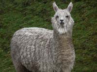 11-Peru-Auzangate_Trek-357