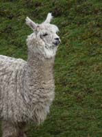 11-Peru-Auzangate_Trek-359