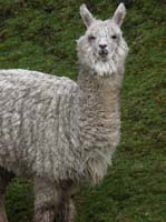 11-Peru-Auzangate_Trek-360