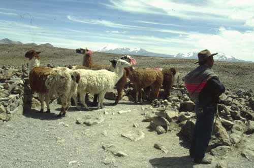 peru-colca-patapampa-2001-02-004