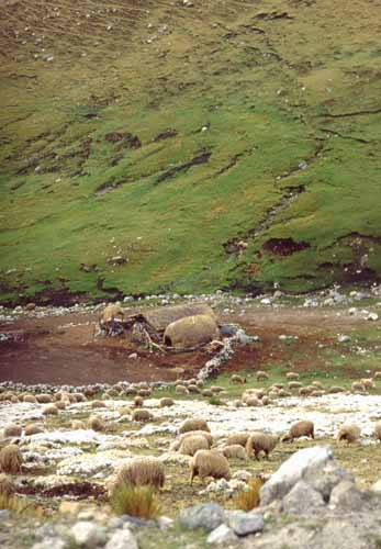 peru-colca-patapampa-2001-02-006