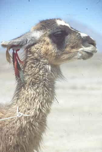 peru-colca-patapampa-2001-02-008