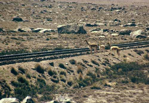 peru-colca-patapampa-2001-02-012