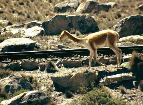 peru-colca-patapampa-2001-02-013