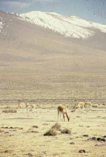 peru-colca-patapampa-2001-02-015