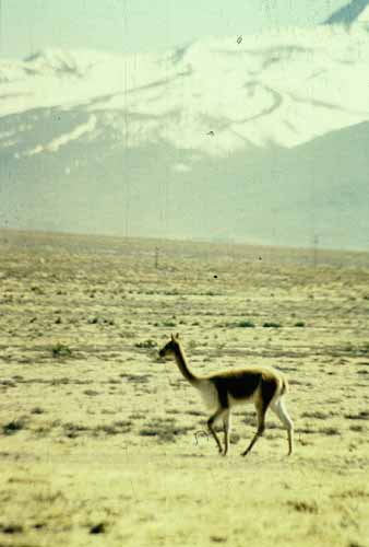 peru-colca-patapampa-2001-02-017