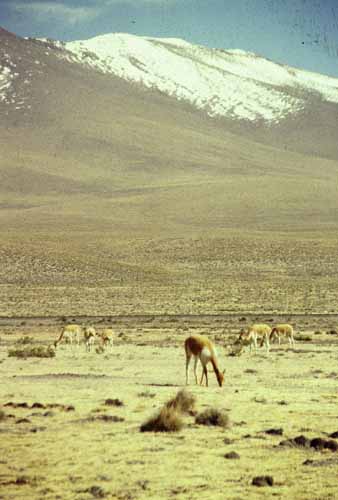 peru-colca-patapampa-2001-02-019