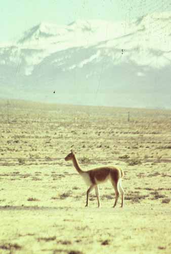 peru-colca-patapampa-2001-02-020