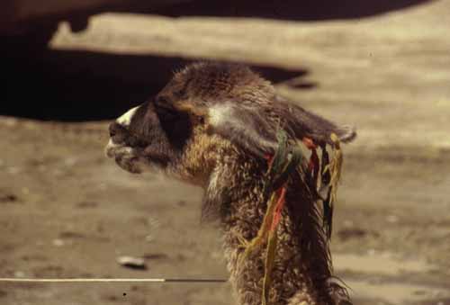 peru-colca-patapampa-2001-02-022