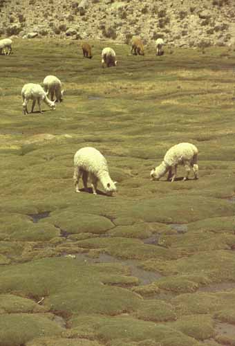 peru-colca-patapampa-2001-02-024
