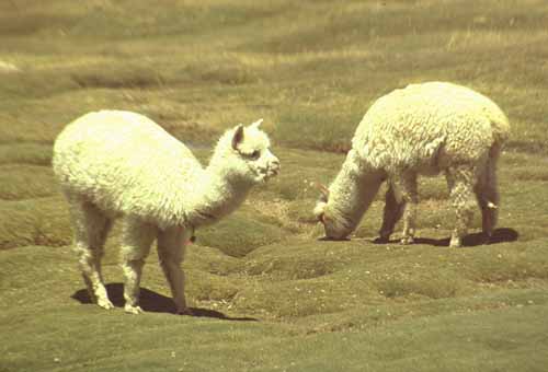 peru-colca-patapampa-2001-02-025