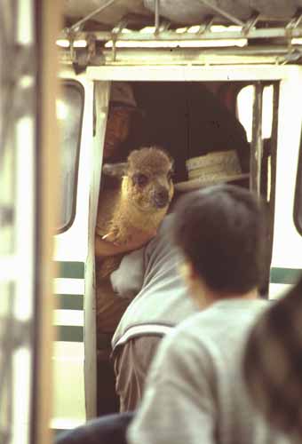 peru-colca-patapampa-2001-02-026