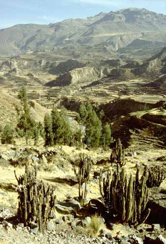 peru-colca-patapampa-2001-02-034