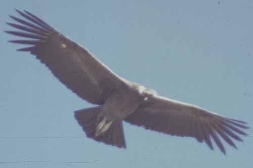 peru-colca-patapampa-2001-02-037
