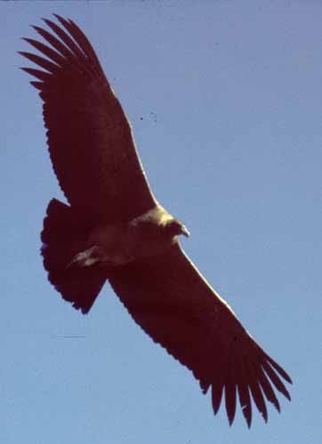 peru-colca-patapampa-2001-02-039