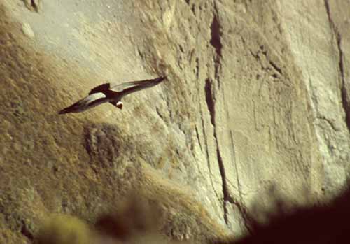 peru-colca-patapampa-2001-02-042