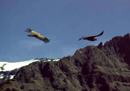 peru-colca-patapampa-2001-02-045