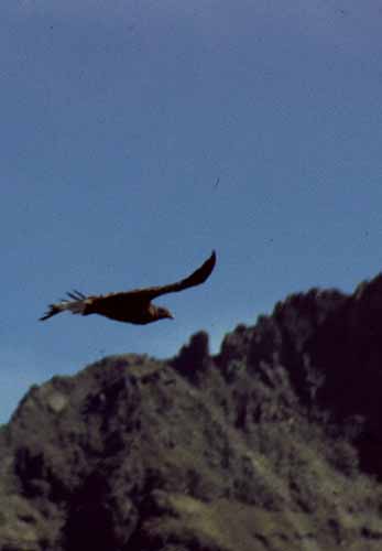 peru-colca-patapampa-2001-02-047