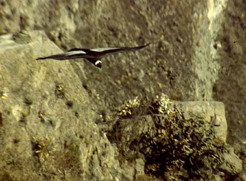 peru-colca-patapampa-2001-02-049