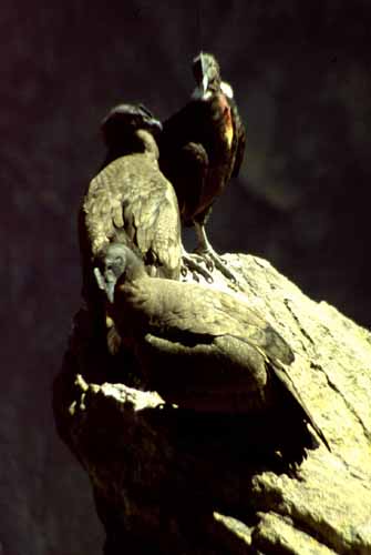 peru-colca-patapampa-2001-02-052