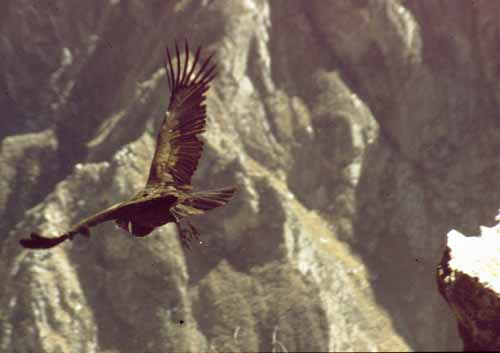 peru-colca-patapampa-2001-02-054