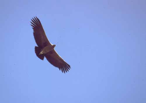 peru-colca-patapampa-2001-02-056