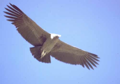 peru-colca-patapampa-2001-02-057