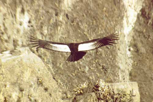 peru-colca-patapampa-2001-02-058