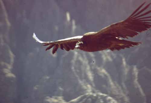 peru-colca-patapampa-2001-02-059