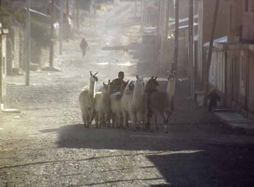 peru-colca-patapampa-2001-02-066
