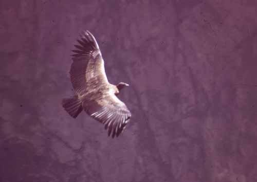 peru-colca-patapampa-2001-02-077