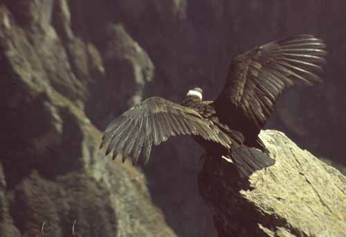 peru-colca-patapampa-2001-02-078