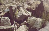 peru-colca-patapampa-2001-02-001