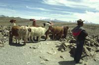 peru-colca-patapampa-2001-02-004