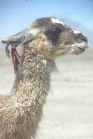 peru-colca-patapampa-2001-02-008