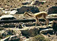 peru-colca-patapampa-2001-02-013