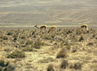 peru-colca-patapampa-2001-02-014
