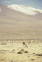 peru-colca-patapampa-2001-02-015