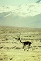 peru-colca-patapampa-2001-02-017