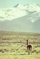 peru-colca-patapampa-2001-02-018