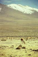 peru-colca-patapampa-2001-02-019