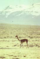 peru-colca-patapampa-2001-02-020