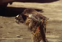 peru-colca-patapampa-2001-02-022