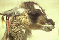 peru-colca-patapampa-2001-02-023