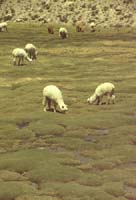 peru-colca-patapampa-2001-02-024