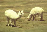 peru-colca-patapampa-2001-02-025