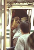 peru-colca-patapampa-2001-02-026