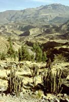 peru-colca-patapampa-2001-02-034