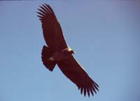 peru-colca-patapampa-2001-02-038