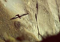 peru-colca-patapampa-2001-02-042